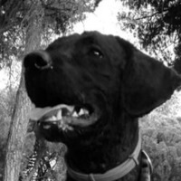 Otto